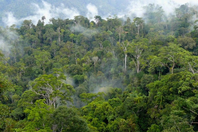 Berhasil Kurangi Emisi dari Deforestasi Hutan, Pemerintah Dapat Apresiasi dan Bantuan Sebesar 56 Juta USD dari Norwegia