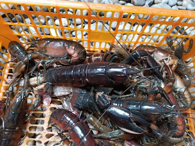 Udang Selingkuh, Binatang Unik Khas Kabupaten Jayawijaya