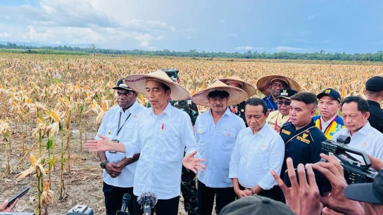 Presiden Jokowi Senang Lihat Hasih Jagung di Kabupaten Keerom Papua di Atas Standar Nasional