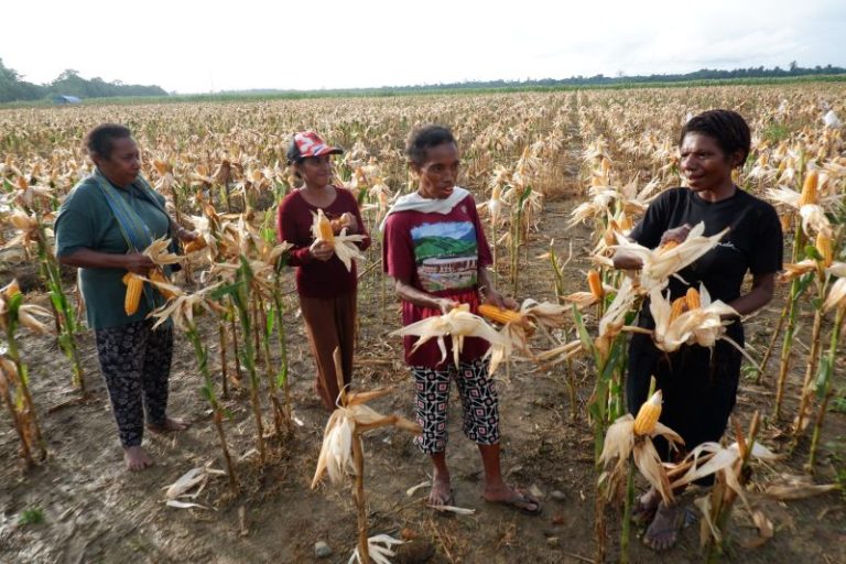 BWS Papua Targetkan Pembangunan Jaringan Drainase Lahan Jarung Keerom Rampung Agustus