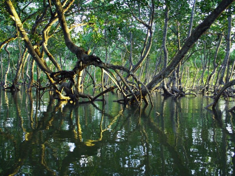 Hari Mangrove Sedunia 26 Juli 2023: Sejarah, Tujuan, Manfaat, Cara Memperingati